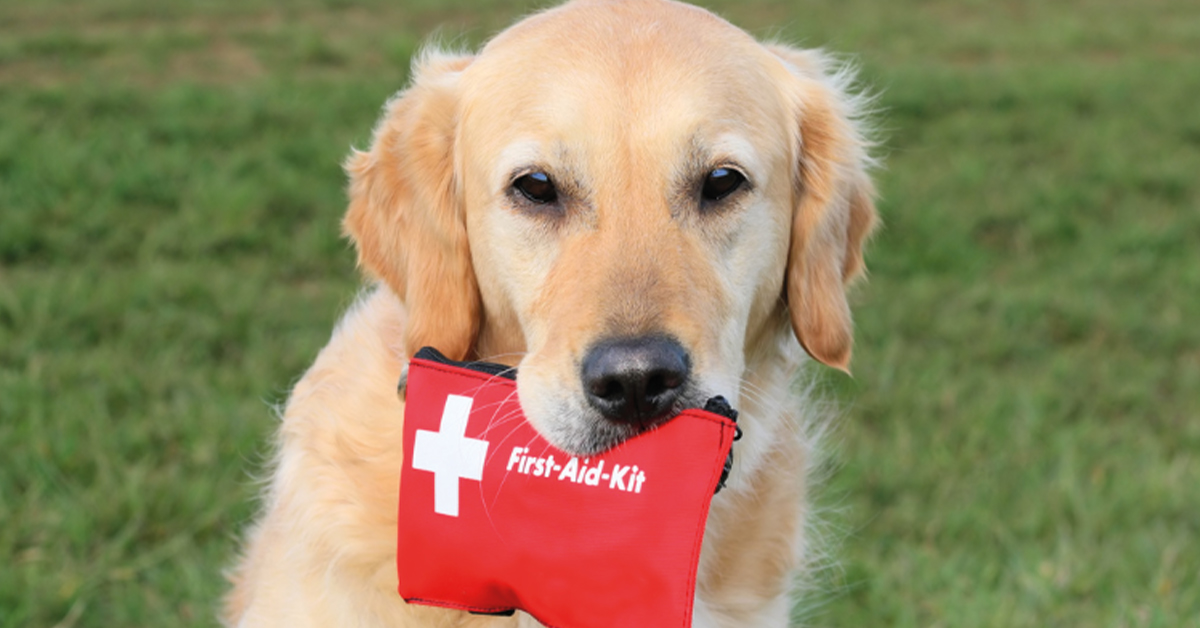 Prepping pet for tornado season