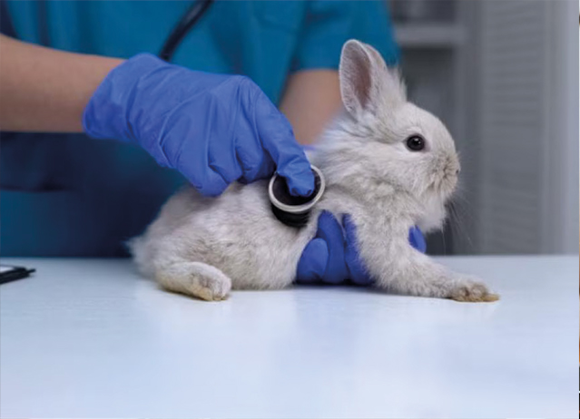 Rabbit Kidney Disease