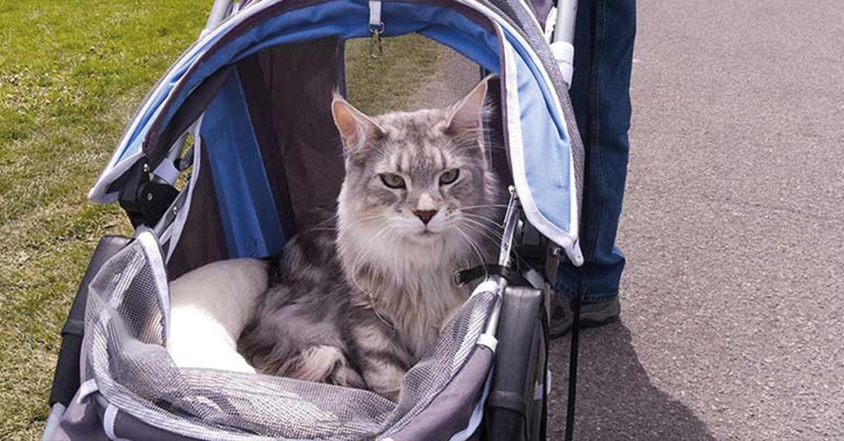 Best Cat Strollers