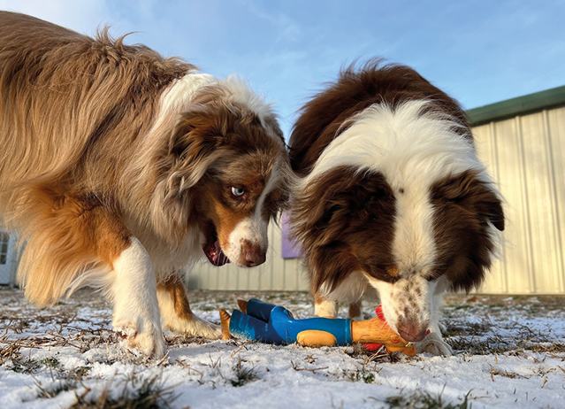 daycare for dogs