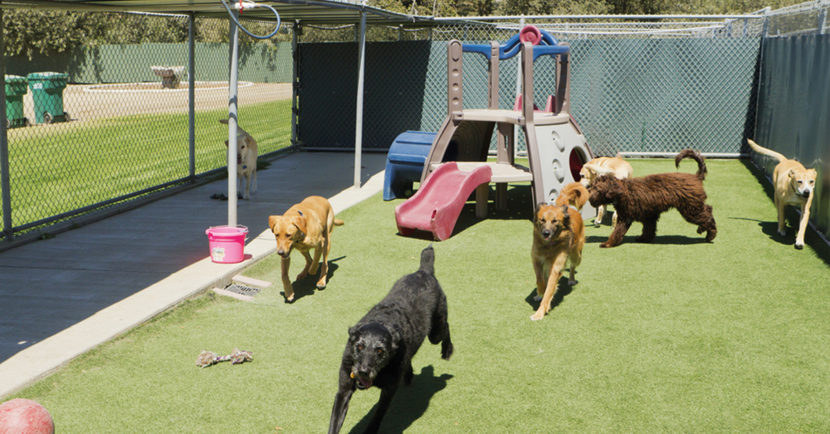 Dog DayCare