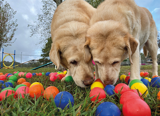 daycare for dogs