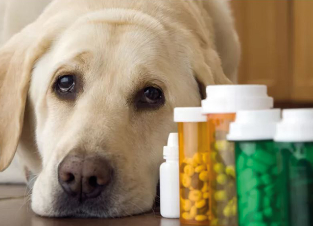 Dog Supplements