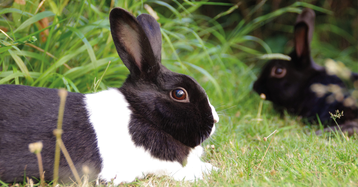 Dutch Rabbit