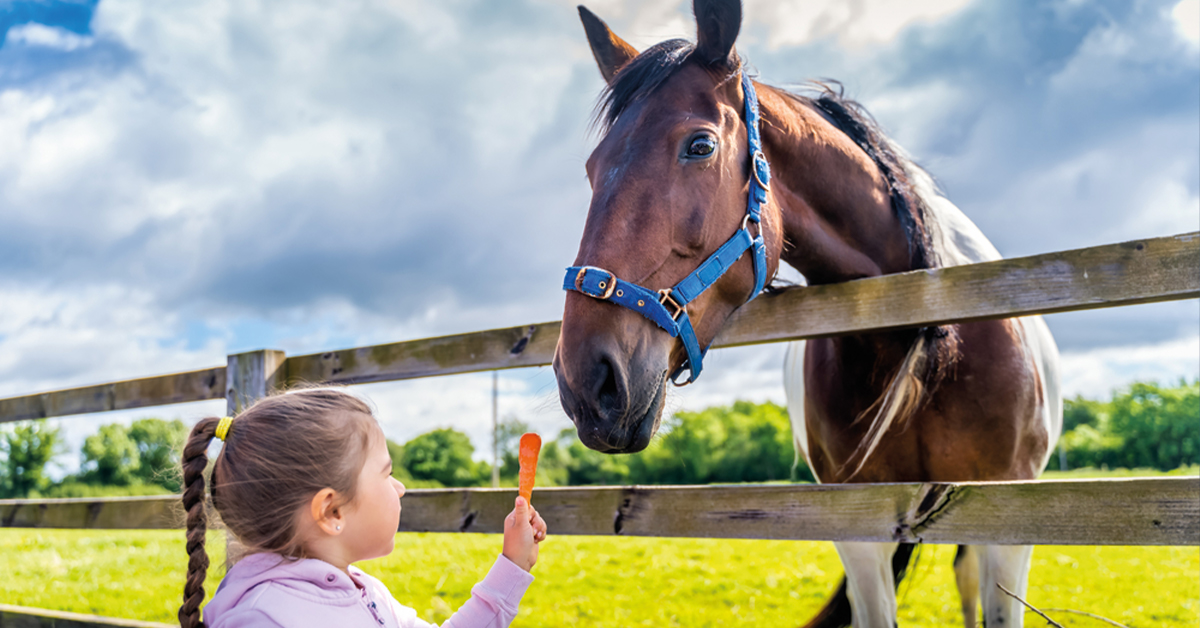 Horse Food