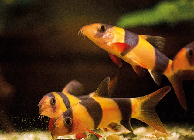 loach fish species