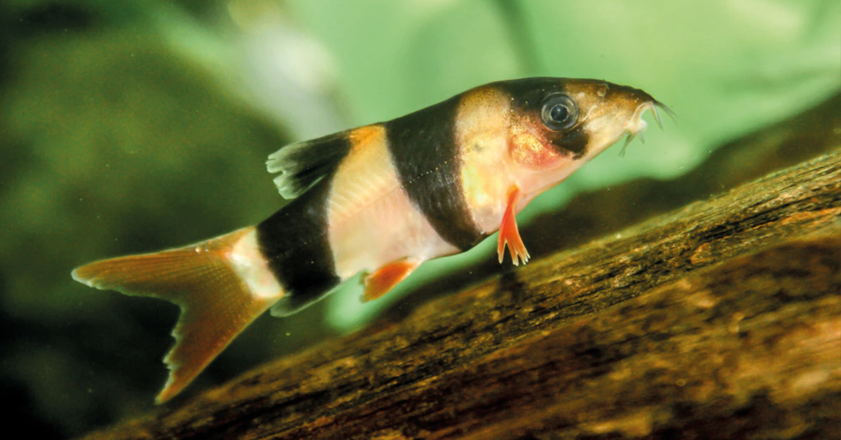 loaches fish