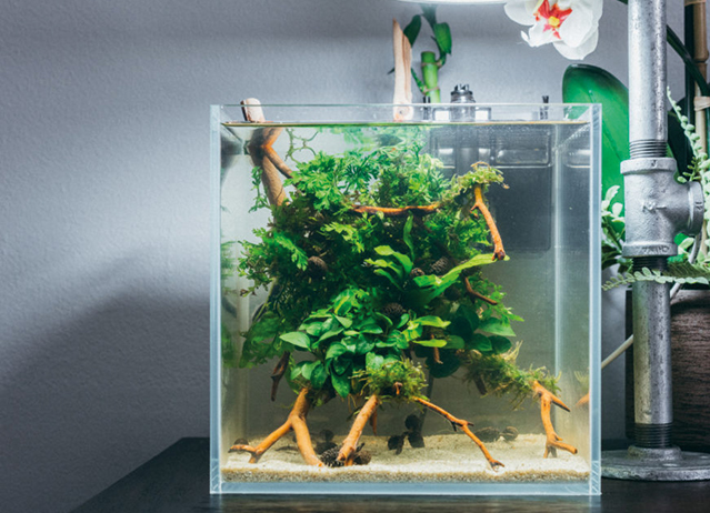 nano cube fish tank