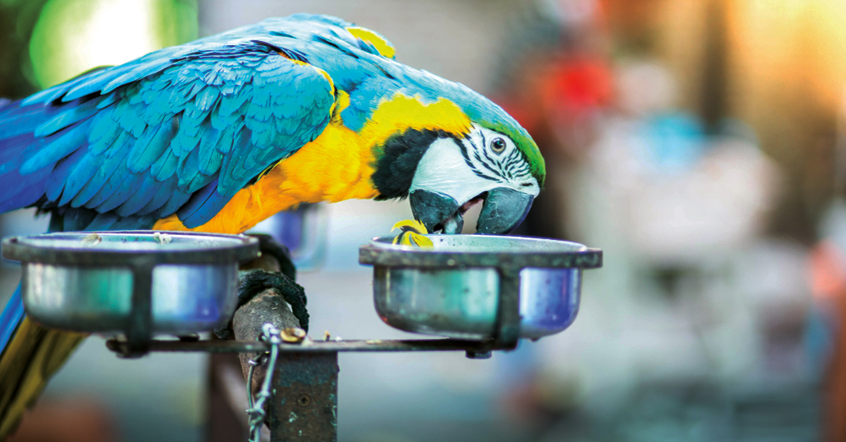 Dehydration in Parrots