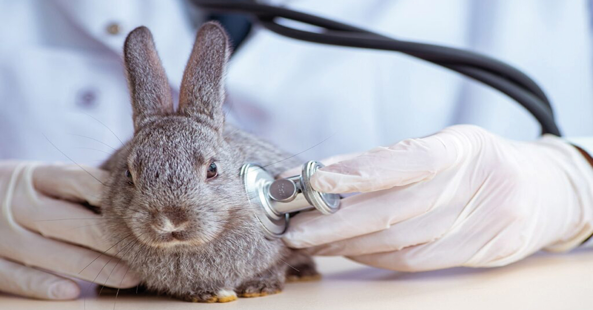 Rabbit Diseases