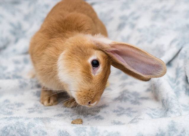 rabbit vestibular disease