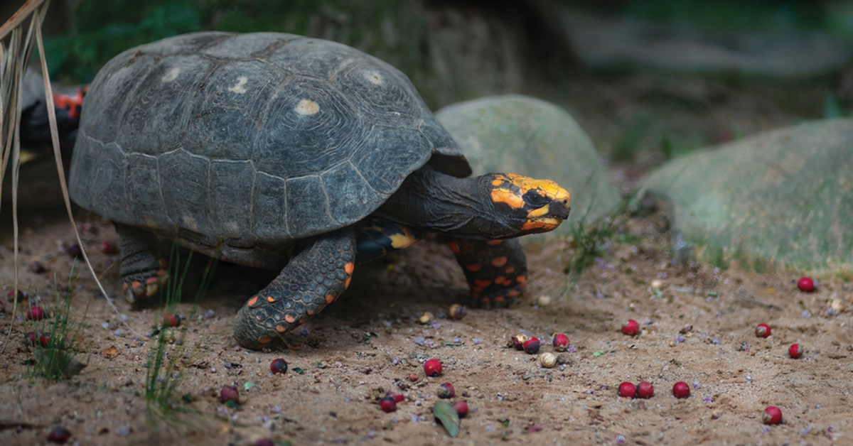 Yellow-Footed Tortoise