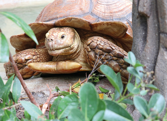 Yellow-Footed Tortoise