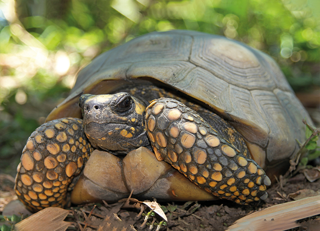 yellow foot tortoise