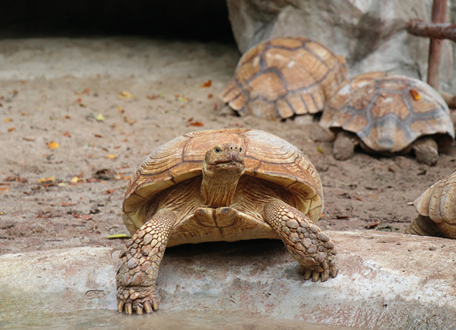 yellow foot tortoise