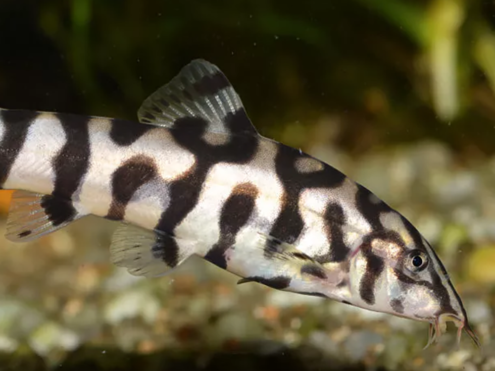 loach fish