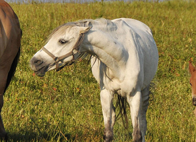 aggressive behavior in horses