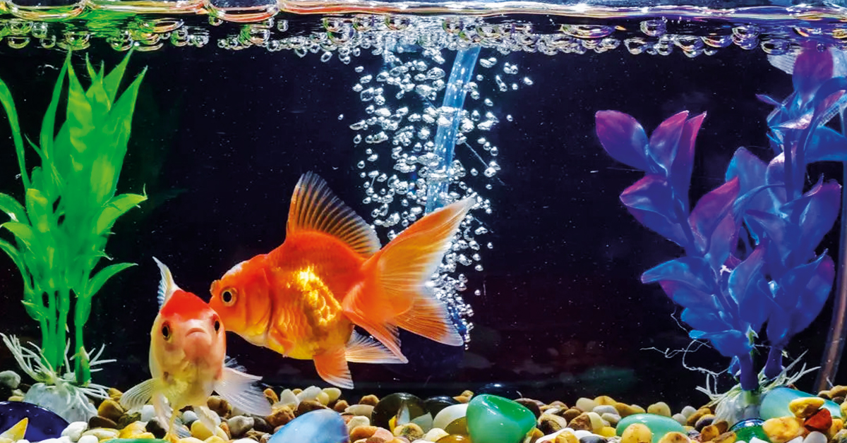 Automatic Fish Feeders For Aquariums​