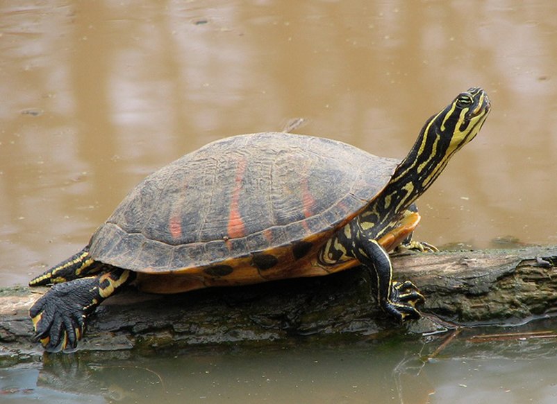 Florida Red Bellied Turtle