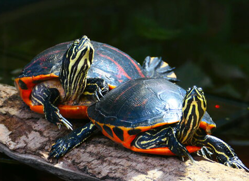 florida red belly turtle​