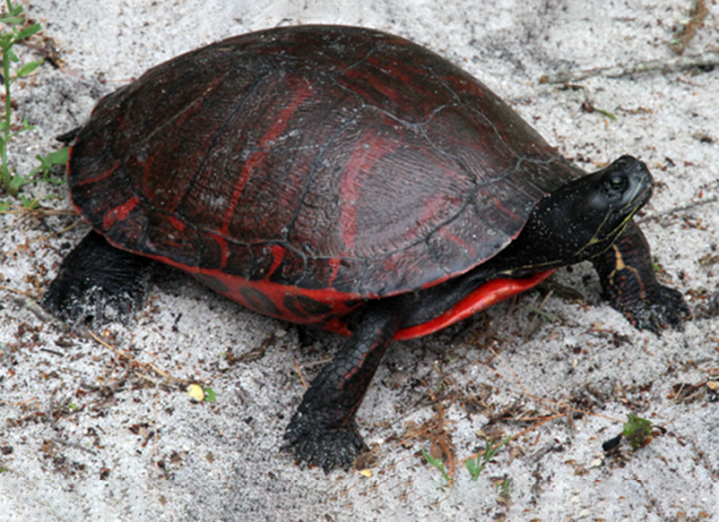 red bellied turtle florida​