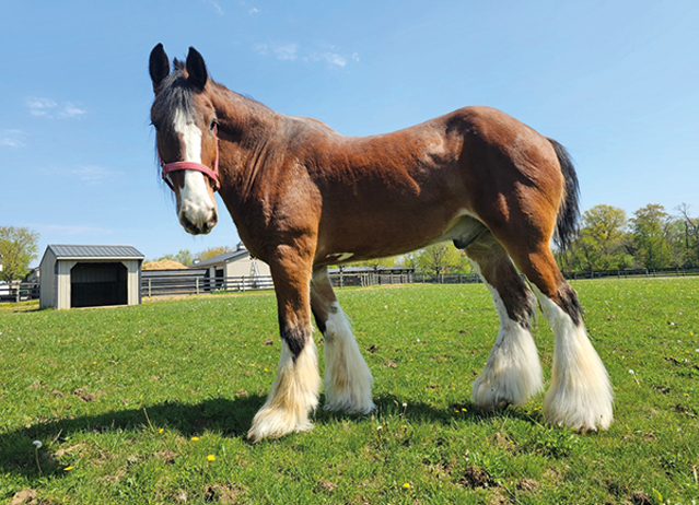 horse riding for heavy riders​