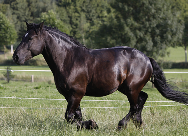 
horses for heavy riders