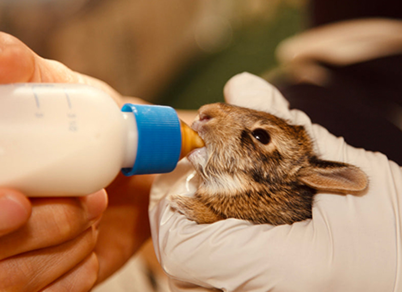 baby rabbit