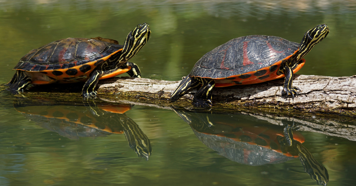 florida red belly turtle​