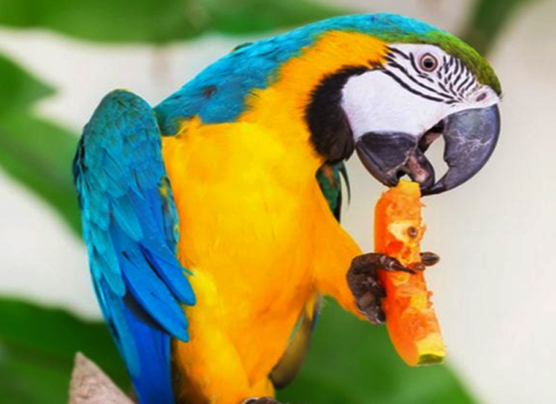 parrot eating food list