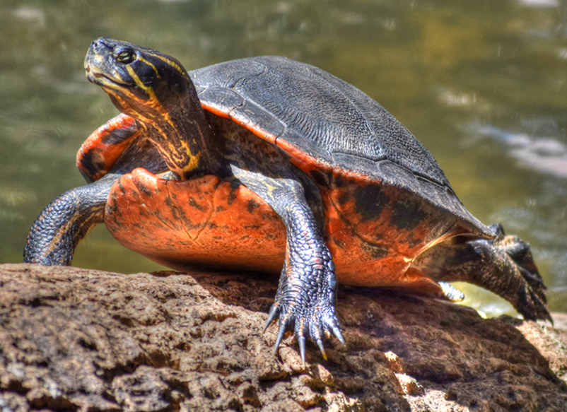 florida red bellied turtle