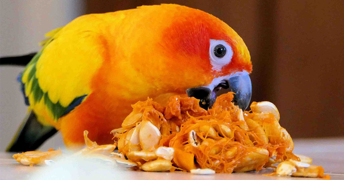 what do parrots like to eat