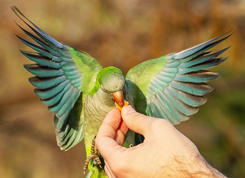 what fruits can birds not eat