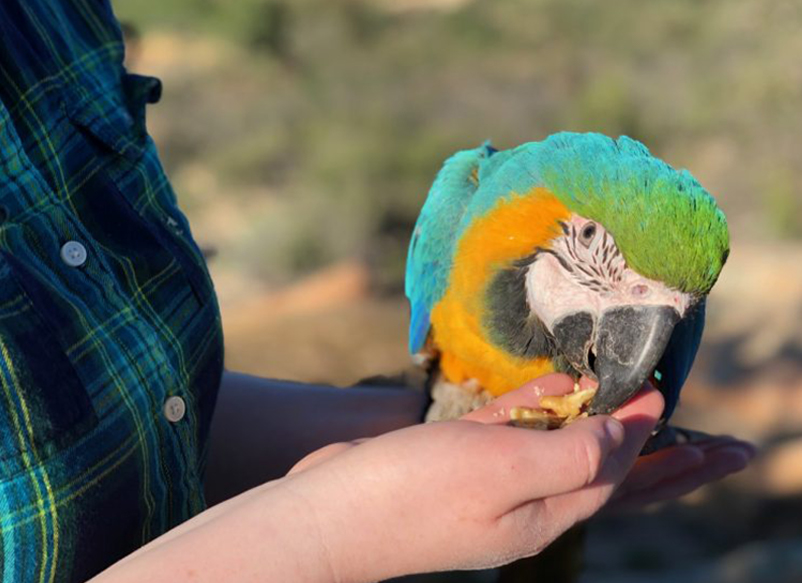 what fruits can parrots eat